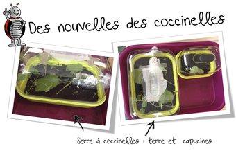 Image de Les coccinelles : suite de l’aventure