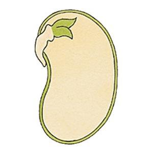 Image de Les végétaux : germination et croissance