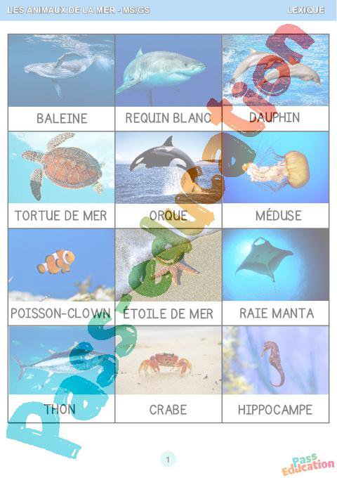 Pdf Mer Les animaux de la mer – MS – GS – Fichier d’activités – Maternelle ...