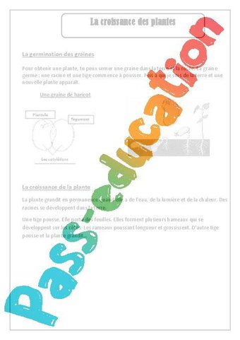 Image de Bonhomme chevelu à la manière d’une plantation – Ce1 – Les végétaux – Découverte du monde – Arts plastiques – Cycle 2 – PDF à imprimer