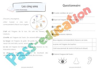 Image de Les cinq sens – Cp – Lecture documentaire – Cycle 2 – PDF à imprimer