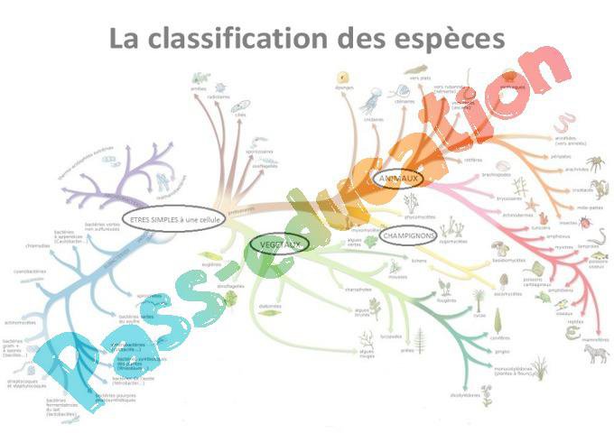 Exercice En Ligne Classification Des Animaux Cm1