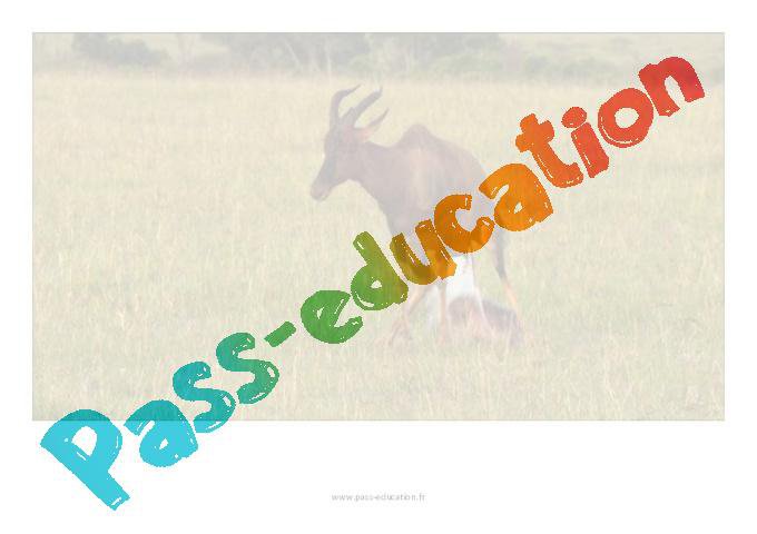 Cycle de vie des animaux – Ce2 – Fiche de préparation 1 – PDF à