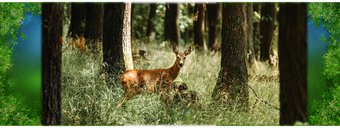 Image de La foret : activités cp/ce1/ce2